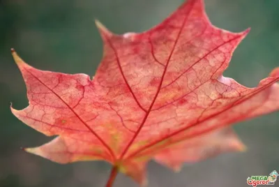 Купить семена Клен сахарный по почте 🌲