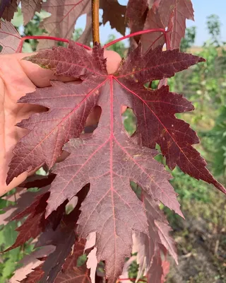 Семена Клён сахарный (канадский), Acer saccharum, 10 штук | AliExpress
