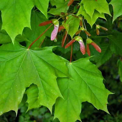 acer saccharum