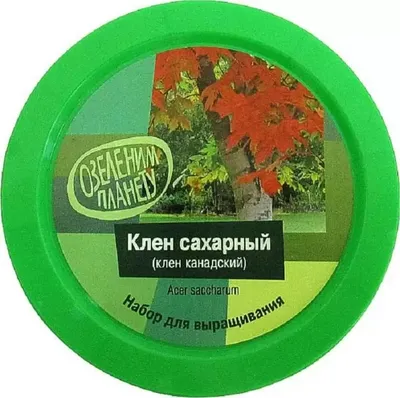 Клён Сахарный 130*50*30мм (+-2мм)
