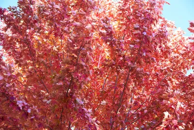 Клен серебристый (сахарный) (Acer saccharinum)