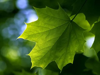 Клен сахарный/Acer saccharum - Клен/Acer - Садовый центр ЛЕТО