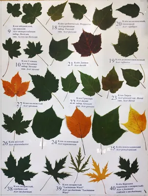 Купить семена Клен сахарный по почте 🌲
