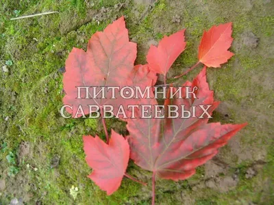 Клен сахарный дерево (50 фото) - 50 фото