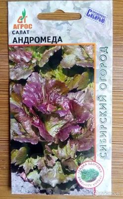 вид сверху. выращивание салата. зеленые листья салата на грядках. фон для  садоводства Стоковое Изображение - изображение насчитывающей рост, листво:  227981023