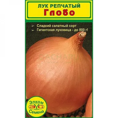 Салатный лук фото фото