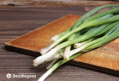 Лук репчатый Глобо 0,2г, семена | Купить в интернет магазине Аэлита