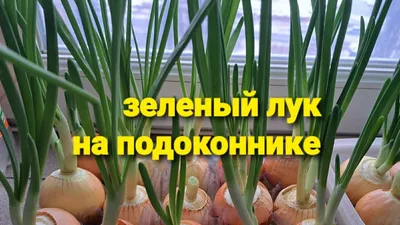образовывает свежий зеленый лук Стоковое Изображение - изображение  насчитывающей выбрано, лук: 2413023