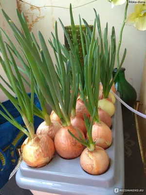 Зеленый лук Снежок - 0,5 кг – Garden Seeds Market | Бесплатная доставка