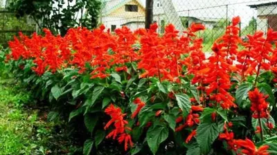 Сальвия (Шалфей) мутовчатая Перпл Рэйн