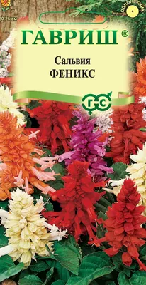 Сальвия блестящая «Редди Скарлет» (ярко-алая). Шалфей. Salvia splendens  Reddy Scarlet - «Цветы, которые видно за 200 метров! Будто красные  огоньки-брызги на клумбах. Сальвия сверкающая (блестящая), шалфей  сверкающий – несложный в уходе и
