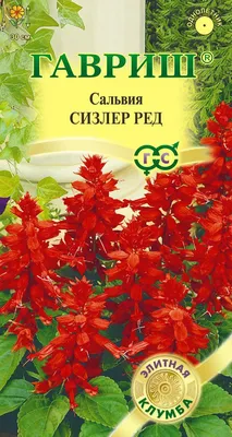 Сальвия блест. Виста МИКС Купить элитные семена онлайн доставка по РФ |  Гавриш шоп