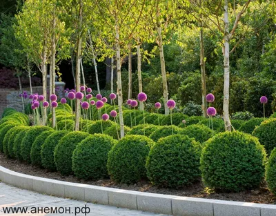Самшит и туи в ландшафтном дизайне . . 1) Самшит, Туи , Эхинацея | Outdoor  structures, Plants, Outdoor