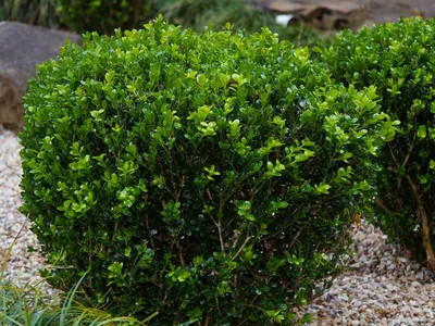 Самшит вечнозеленый \"Buxus\"