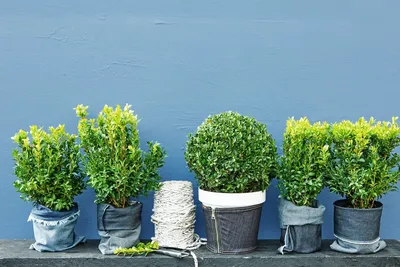 Саженцы Самшит вечнозеленый \"Green\" из питомника растений Гринстрана купить  по цене от 0 рублей | Описание, фото, доставка, консультация — Гринстрана.ру