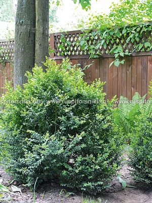 Альтернатива самшиту | Garden Industry - Каталог Садовая индустрия