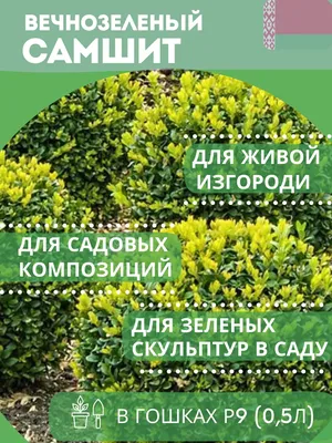 Самшит - живая изгородь и солитер. Посадка и уход