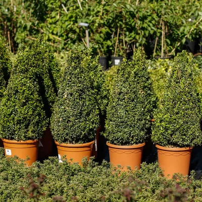 Самшит вечнозеленый Buxus sempervirens | Строим Сад