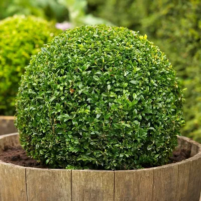 Самшит Sempervirens kula - Садовый центр \"Наш Сад\" - ландшафтный дизайн и  озеленение в Бишкеке