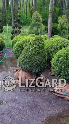 Самшит вечнозеленый