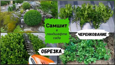 🌱 Семена Самшит Мелколистный Статусный, Семена, 30 шт. Цена от 350 руб. В  наборе качественные семена, инструкция и советы по проращиванию дерева  дома. Купить с доставкой и онлайн оплатой. - интернет-магазин Лесландия