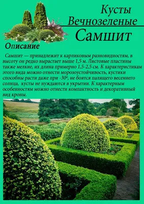 Самшит на даче: посадка и уход, размножение | Компания «Большая земля»