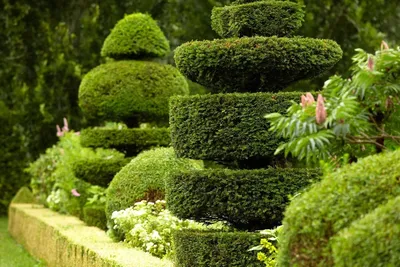 Самшит вечнозеленый / Buxus sempervirens