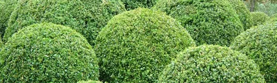 Самшит вечнозеленый - Buxus sempervirens форм. КОНУС - Саженцы растений »  Лиственные кустарники саженцы » Самшит » Самшит вечнозеленый - Buxus  sempervirens форм. КОНУС