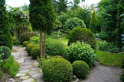 Саженцы самшита вечнозеленый rotundifolia купить в Москве по цене от 1 000  до 23590 руб. - питомник растений Элитный Сад