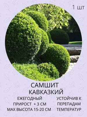 Самшит в ландшафте сада. Обрезка, черенкование. - YouTube