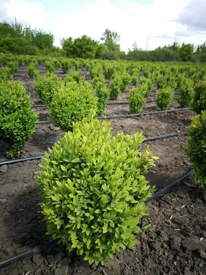 Купить Самшит Вечнозеленый Buxus шар 30/55-60/ в питомнике в Москве.  Интернет-магазин саженцев Садовый центр № 1