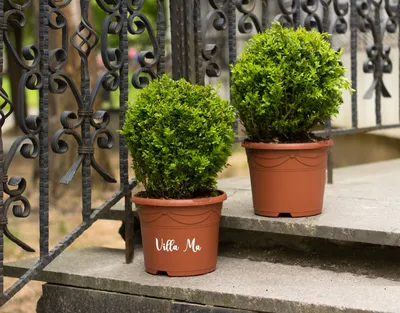 Самшит «Buxus» вечнозелёный... - Садовый центр \"Эстет\" | Facebook