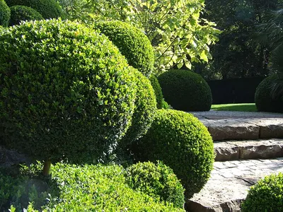 Самшит вечнозеленый / Buxus sempervirens