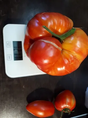 https://dzen.ru/media/botsad/5-rekordov-iz-mira-tomatov-5e2b621098930900ad2ef729