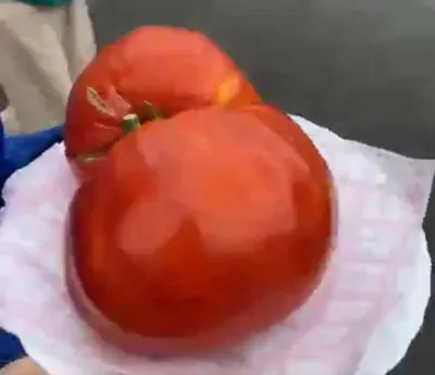 16 самых вкусных помидоров в мире | AGRONOMU | Дзен