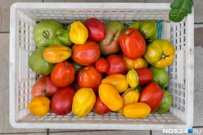 Помидоры ВкусВилл: выбираем из красных, розовых и жёлтых | Новости и статьи  ВкусВилл: Москва и область