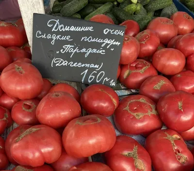 Гродненцы похвастались огромным помидором