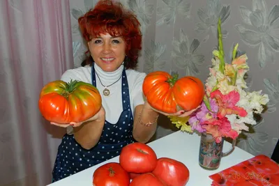 Томат — Википедия