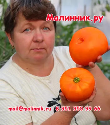 Самый маленький помидор в мире | Пикабу