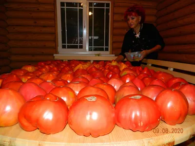 Где вырастили самый крупный помидор 2022 года - итоги конкурса 9 сентября  2022 г. › Статьи › 47новостей из Ленинградской области