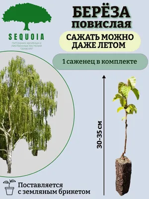 Береза - 1 Саженец - купить с доставкой по выгодным ценам в  интернет-магазине OZON (982024230)