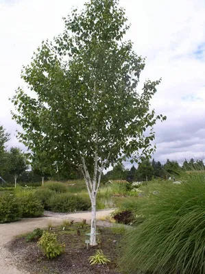 Букетная посадка. В одну лунку высажены берёзы. | Garden trees, Birch trees  garden, Garden