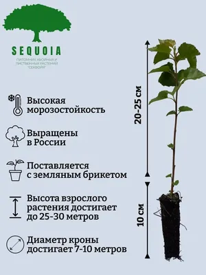 Береза карельская Betula pendula var. carelica - купить по выгодной цене |  teofrast