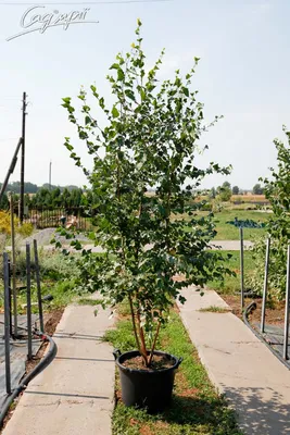 Береза пушистая (Betula Pubescens) по цене от 48000 купить саженцы из  питомника ЦентроСад | Гарантия, посадка и уход