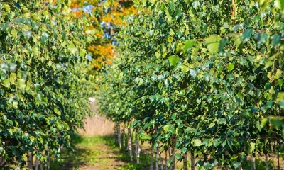 Саженец пушистой березы /Betula pubescens С12/80-120 — цена в Оренбурге,  купить в интернет-магазине, характеристики и отзывы, фото