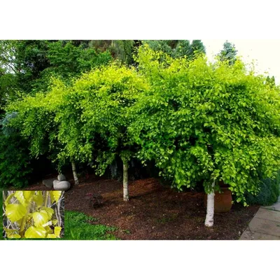 Саженец пушистой березы /Betula pubescens С12/80-120 — цена в Оренбурге,  купить в интернет-магазине, характеристики и отзывы, фото