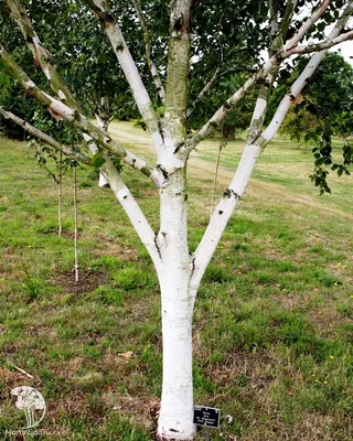 Береза бумажная Пепер Бирч (Betula papyrifera Pepper Birch) саженец, 10 шт.  в упаковке в интернет-магазине VALLES.RU