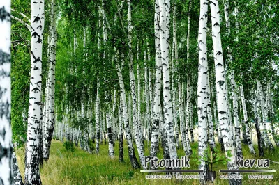 Береза повислая \"Betula pendula\" по цене от 700 купить саженцы из питомника  ЦентроСад | Гарантия, посадка и уход