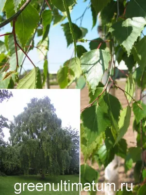 Береза повислая Юнги (Betula pendula Youngii) лиственное дерево. Купить  саженцы в питомнике beltui.by