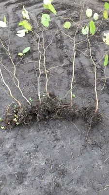 Липа крупнолистная (Tilia platyphyllos) саженец, 10 шт. в упаковке в  интернет-магазине VALLES.RU